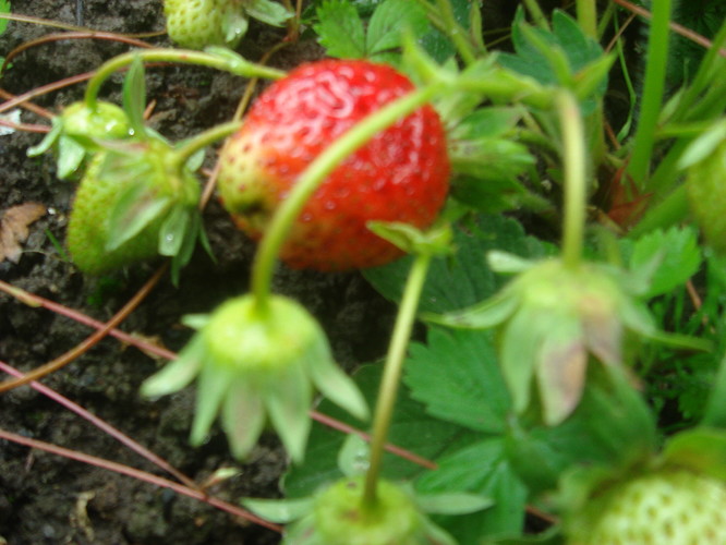 DSC05103.JPG