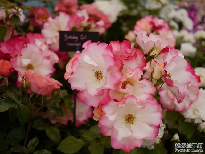 climing roses 4.jpg