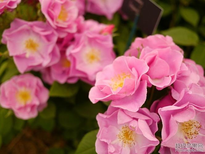 climing roses 2.jpg