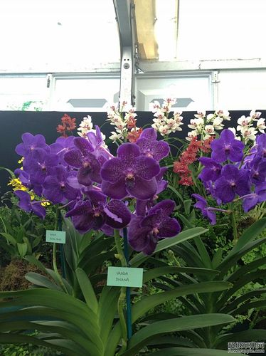 蓝紫色的兰花vanda divana.jpg