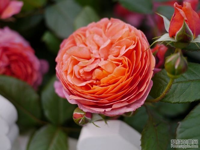David Austin Roses 3.jpg