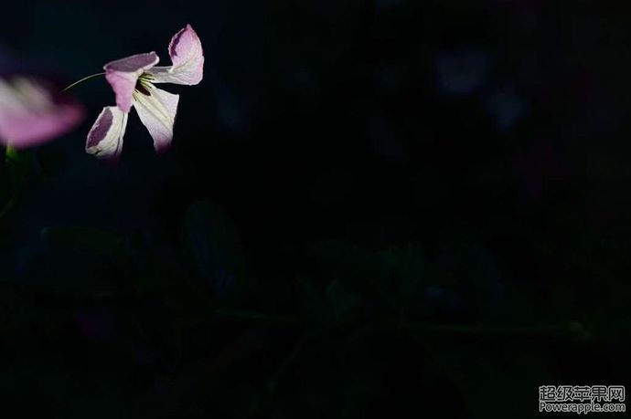 clematis03.jpg