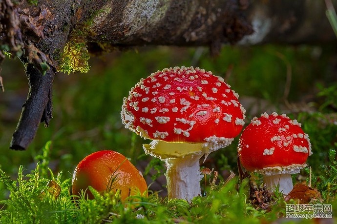 红蘑菇.jpg