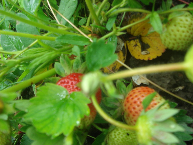 DSC05102.JPG