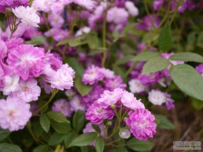 climing roses 3.jpg