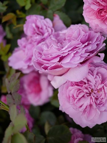 David Austin Roses 1.jpg