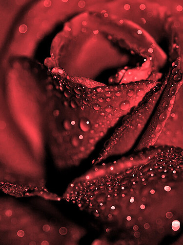 红玫瑰.jpg