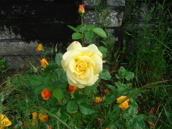 DSC05118.JPG