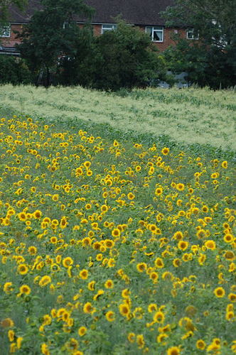 sunflower007.jpg