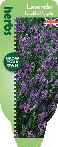GYO-Herbs-Lavender-Twickle-Purple_F copy.jpg