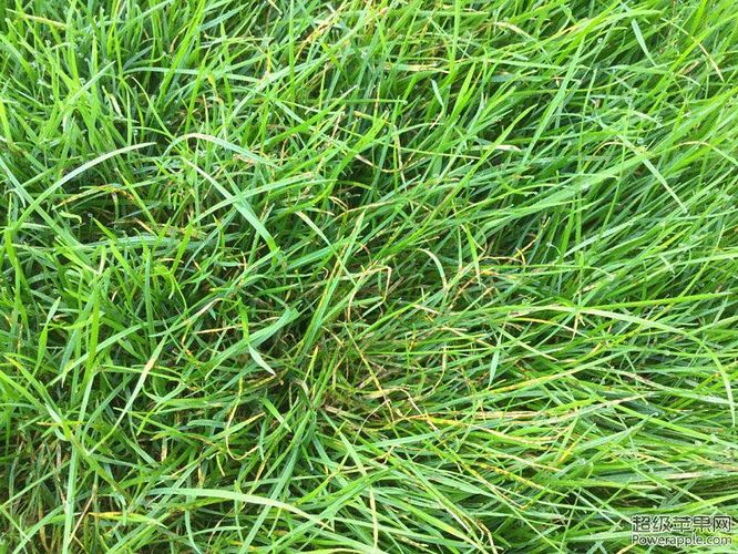 grass 3.jpg