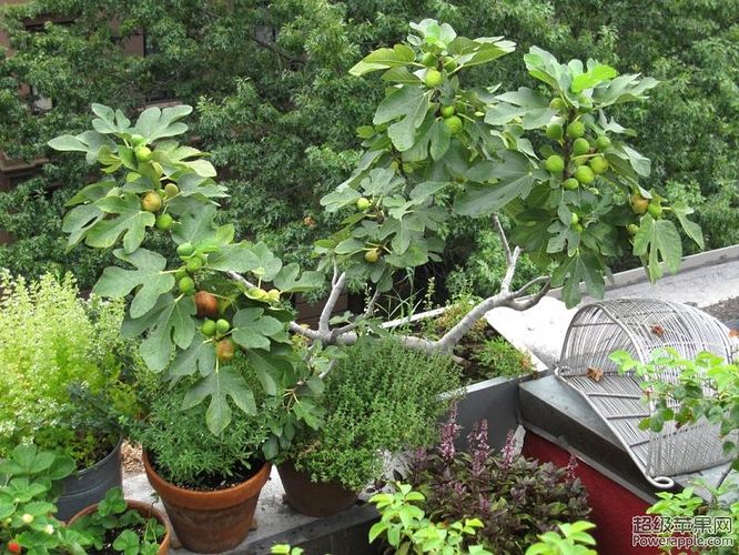 fig tree in container on roof.jpg