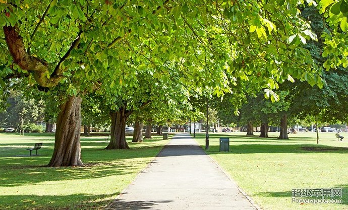 Ealing_Park_Trees.jpg