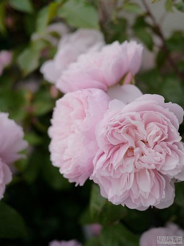 David Austin Roses 2.jpg