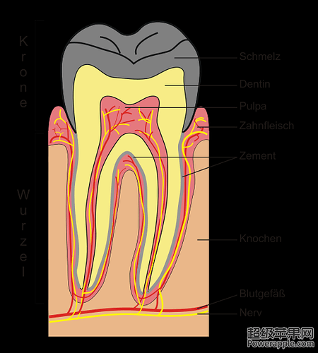 519px-Schematic_section_tooth.svg.png