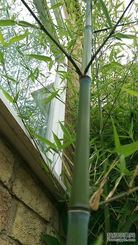 my bamboo.jpg