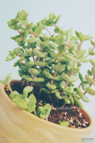 IMGP1732_meitu_1.jpg