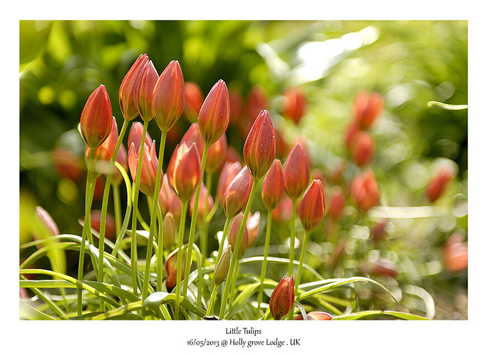 LittleTulips1302.jpg