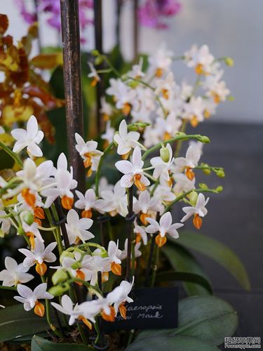 春田花花兰.jpg