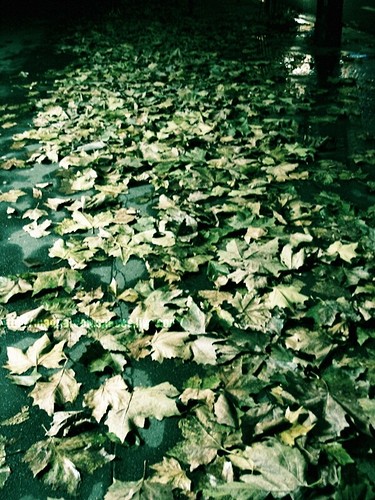 fermiana platanifolia.jpg