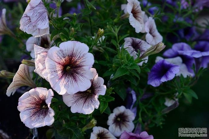 petunia01.jpg
