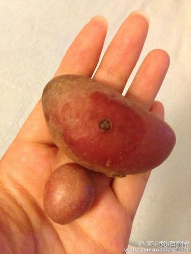 potato 1.jpg