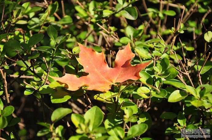 DSC_0140_副本.jpg