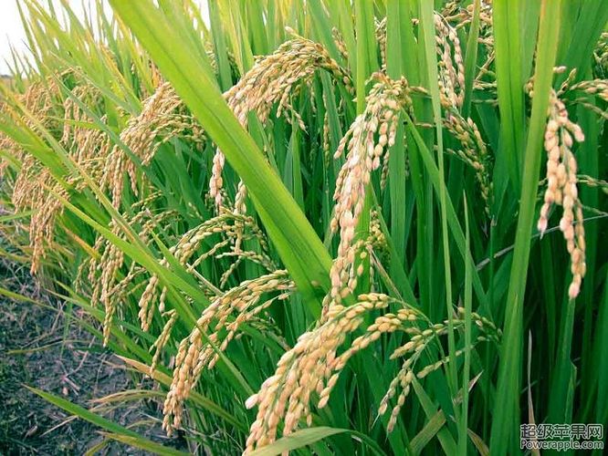 basmati-rice-Export-Price.jpg