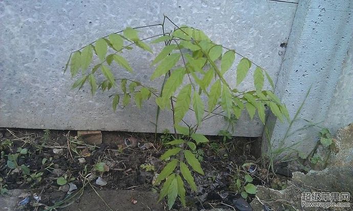 wisteria.JPG