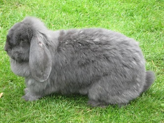 French Lop .jpg