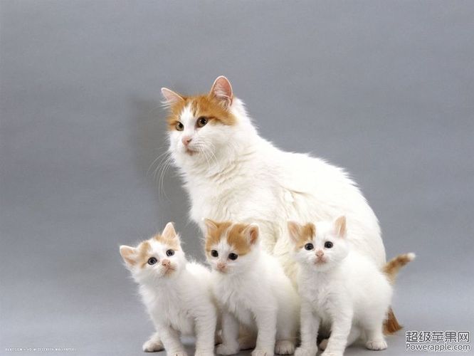 turkish-van-mother-with-three-kittens.jpg