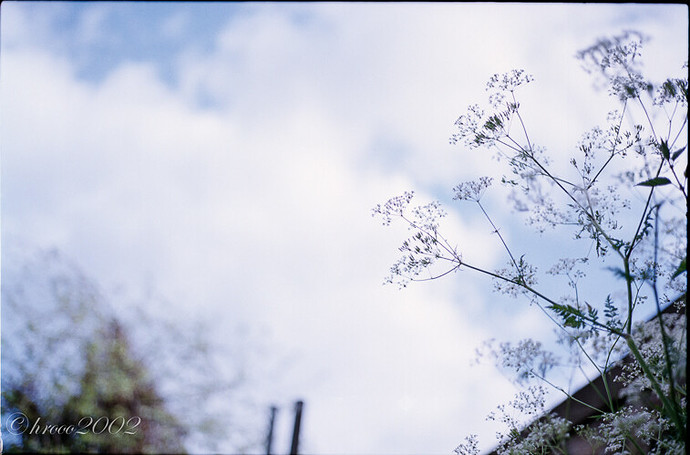2013-06-08 superia200-3.jpg