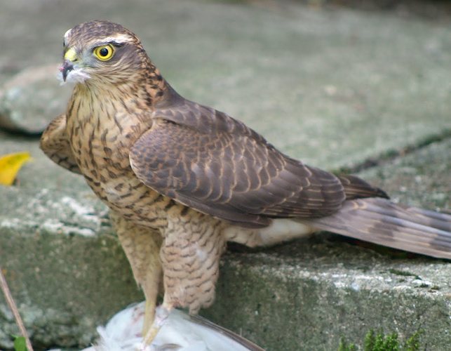 Sparrowhawk_by_shed.jpg