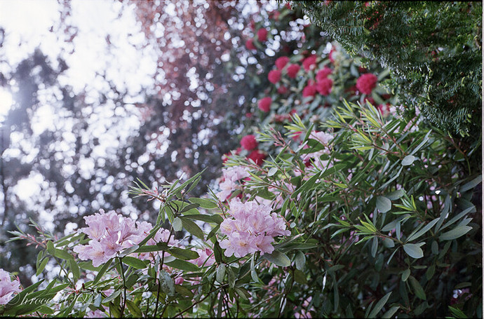 2013-06-08 superia200-1.jpg
