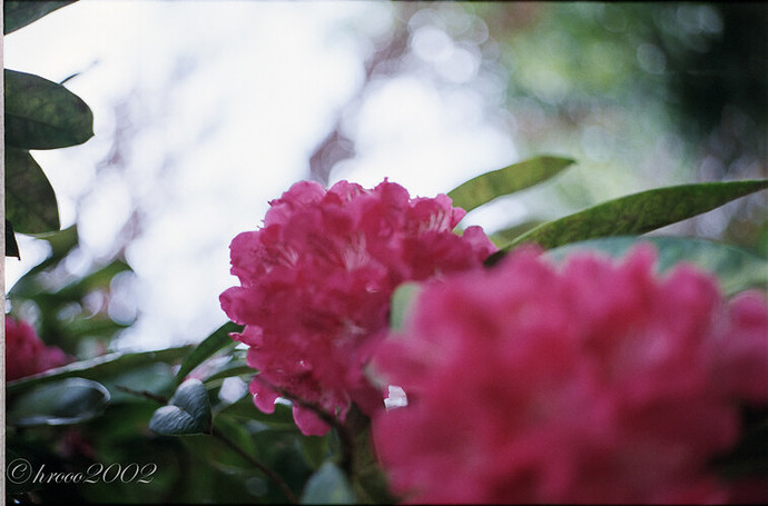 2013-06-08 superia200-2.jpg