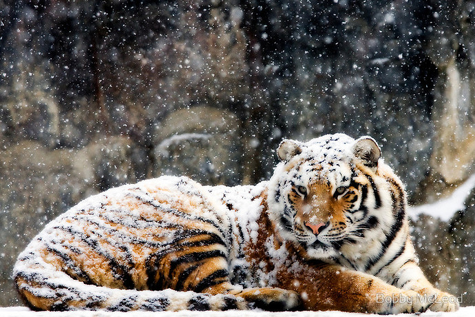 bobby-mcleod-tigers-snow-2.jpg