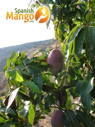 Arboles_de_mango_en_La_Axarquía_-_Málaga