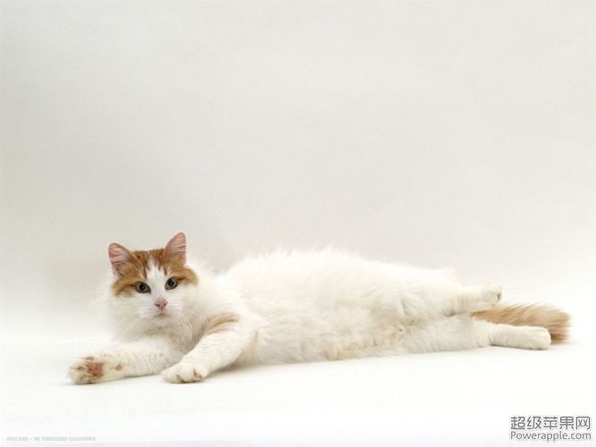 domestic-cat-auburn-white-turkish-van-female.jpg