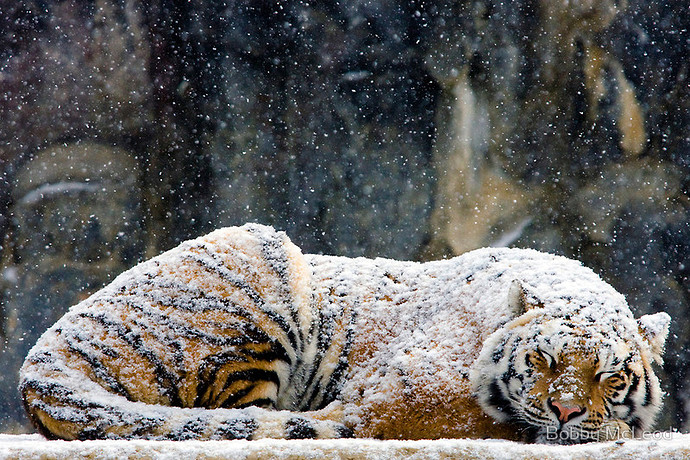 bobby-mcleod-tigers-snow-1.jpg