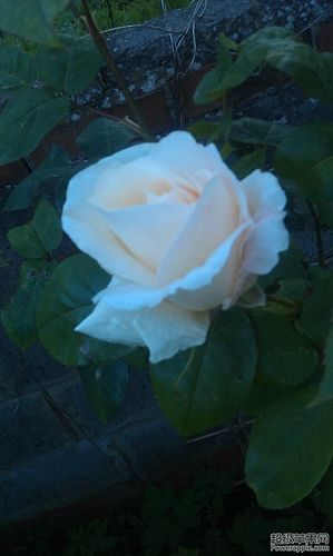 white rose 2014.JPG