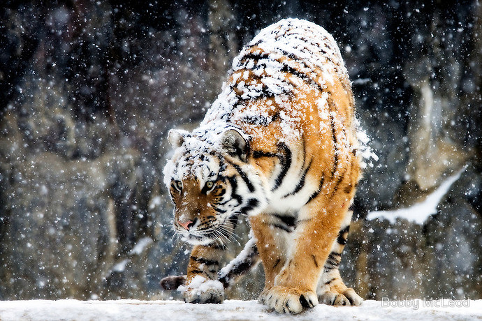 bobby-mcleod-tigers-snow-3.jpg