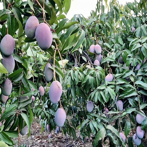 mango