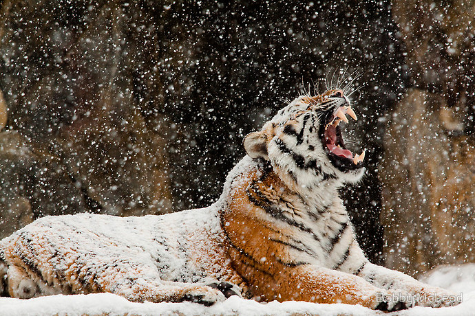 bobby-mcleod-tigers-snow.jpg