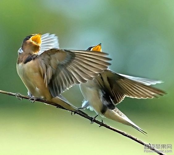 bird-singing.jpg