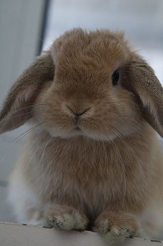 Miniature Lop .jpg