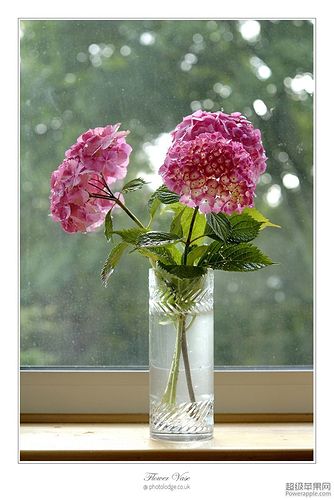 Flower Vase_16_Sep.jpg