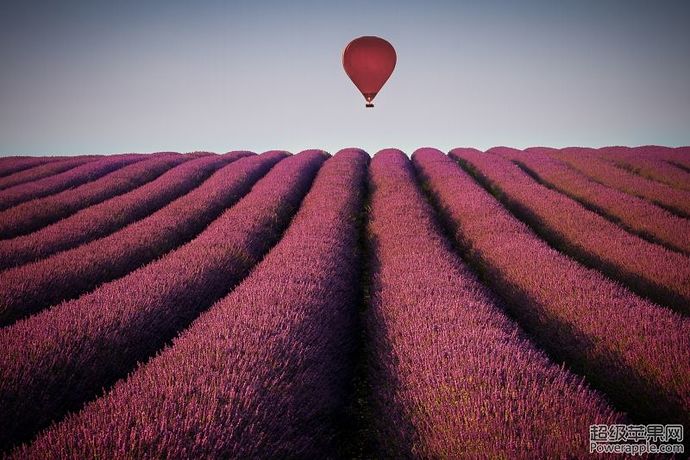 flying-high-at-the-hitchin-lavender-farm-uk-by-paul-baggaley.jpg