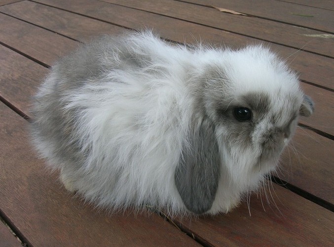 Miniature Cashmere Lop.JPG