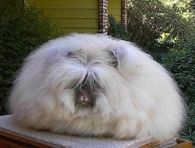 English Angora .jpg