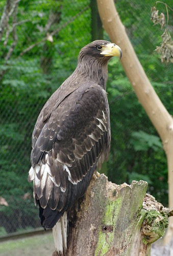 Haliaeetus-pelagicus.jpg